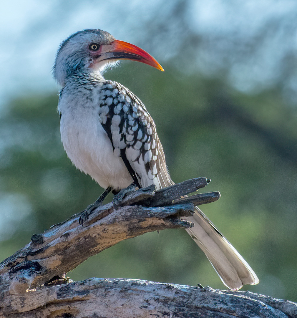 image Southern Red-billed Hornbill